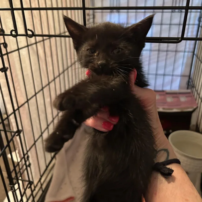 A baby small-sized female Black Domestic Short Hair cat named Vesper for adoption in Columbia, MO