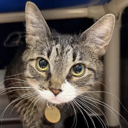An adult medium-sized female Tabby (Brown / Chocolate) Domestic Short Hair cat named Mila for adoption in Lansing, MI