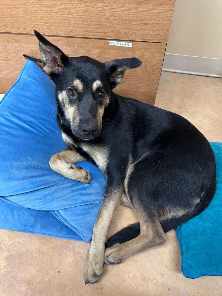 An adult large-sized female German Shepherd Dog dog named Vivian for adoption in Thayne, WY