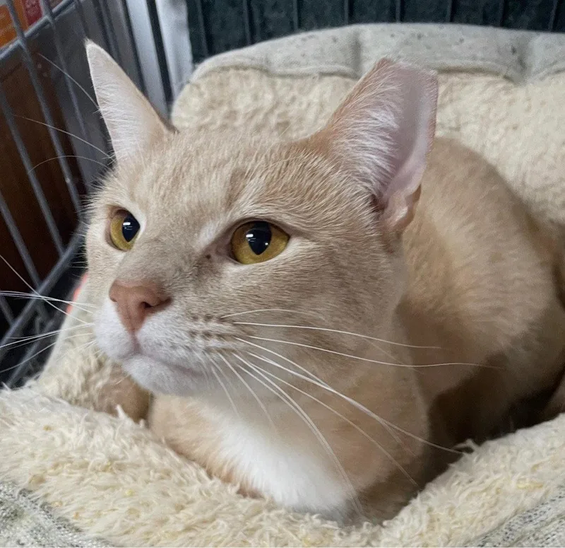 An adult medium-sized male Orange / Red Domestic Short Hair cat named Bernie for adoption in Broomall, PA