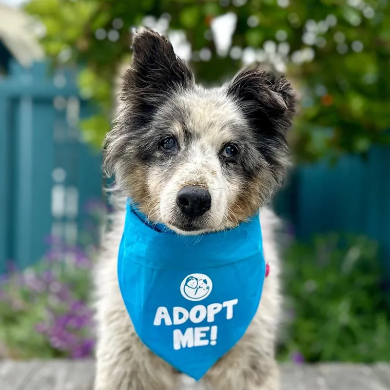 A senior medium-sized female Brown / Chocolate Australian Shepherd dog named Abby for adoption in Pacific Grove, CA