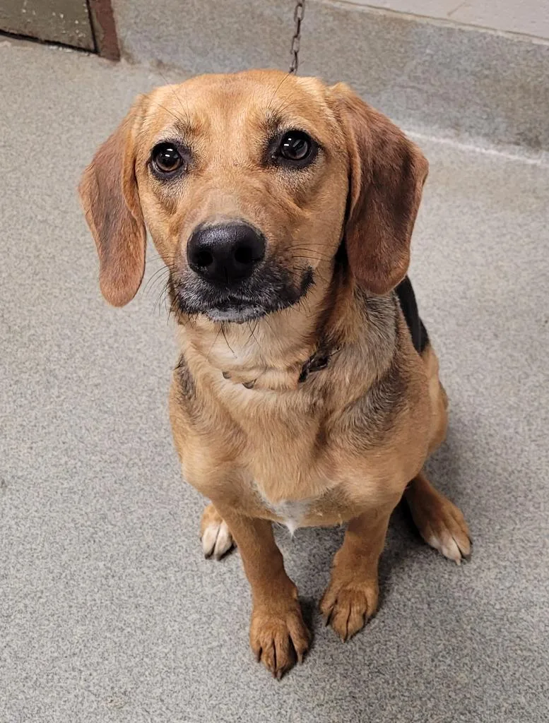 A young large-sized female Hound dog named Moanadutchess for adoption in Hopkinsville, KY