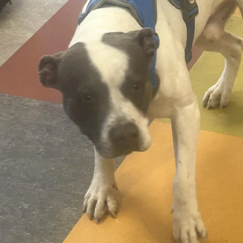 An adult medium-sized male White / Cream Pit Bull Terrier dog named Tess for adoption in Philadelphia, PA
