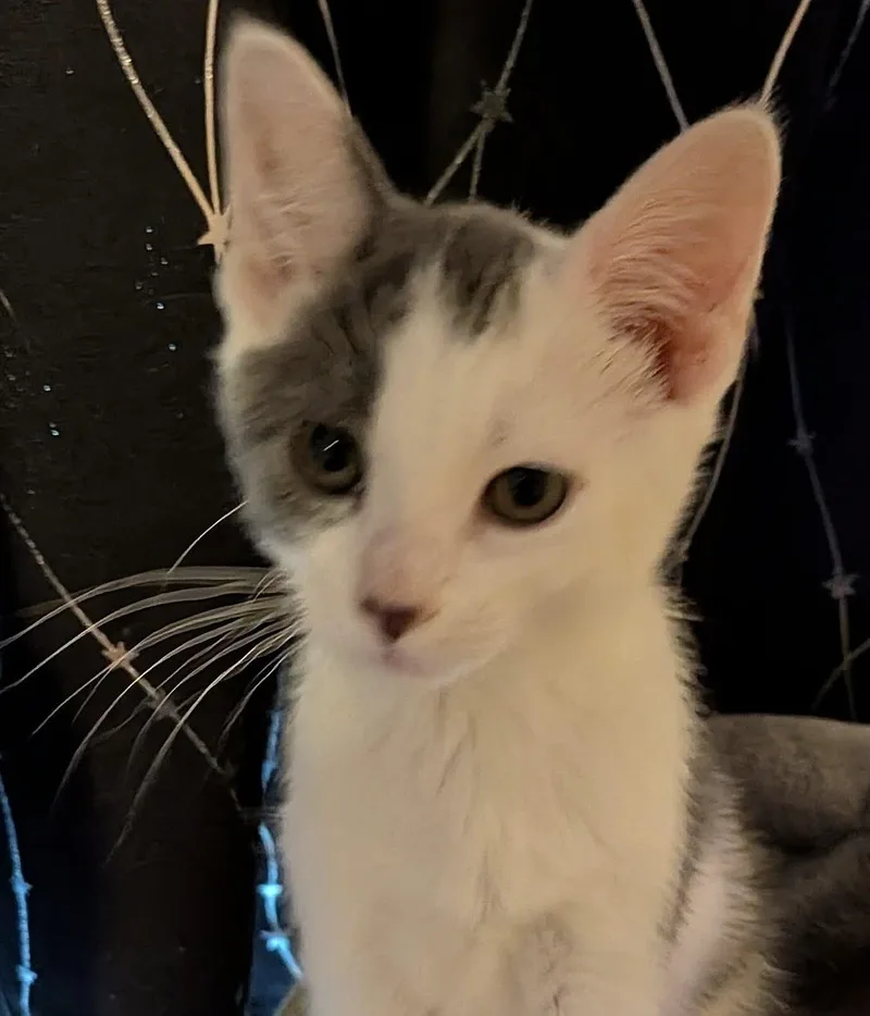 A baby medium-sized female Gray & White Domestic Short Hair cat named Cari for adoption in Breinigsville, PA
