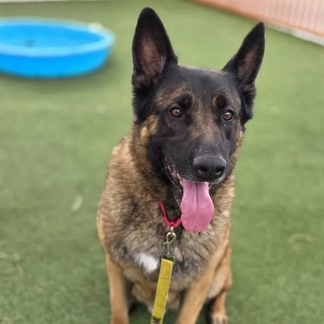 An adult large-sized male German Shepherd Dog dog named Nacho for adoption in Las Vegas, NV