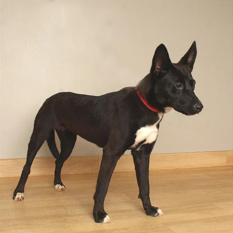 A young small-sized female Black Terrier dog named Pay Pay D for adoption in Minnetonka, MN