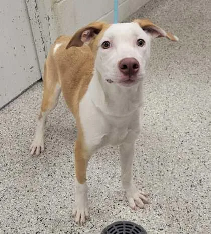 A young medium-sized male White / Cream Mixed Breed dog named Limoncello for adoption in Kansas City, MO