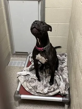 A young medium-sized male Pit Bull Terrier dog named Chief for adoption in Fishers, IN