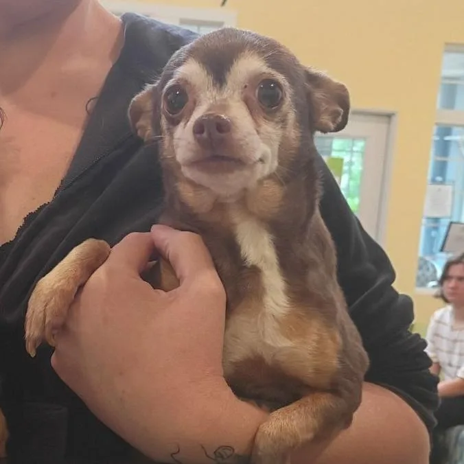 A senior small-sized female Brown / Chocolate Chihuahua dog named Ginger for adoption in Lynchburg, VA