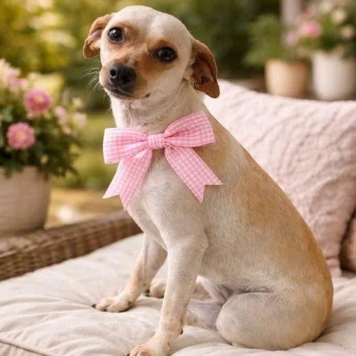 Vida "let's Live Life