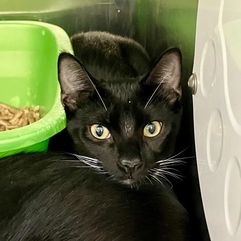 A young medium-sized male Black Domestic Short Hair cat named Batman for adoption in Port Charlotte, FL