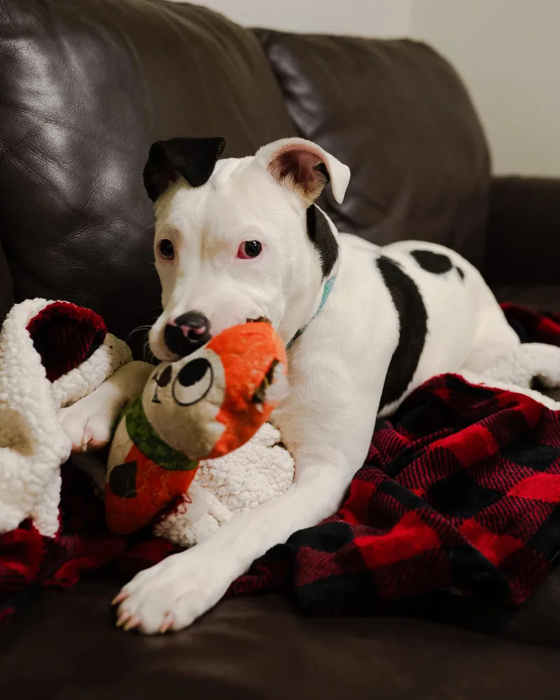 Cranberry thumbnail 3