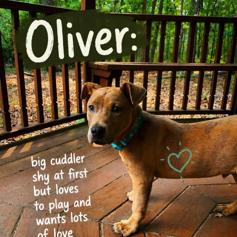A baby medium-sized male Brown / Chocolate Labrador Retriever dog named Oliver for adoption in Hagerstown, MD