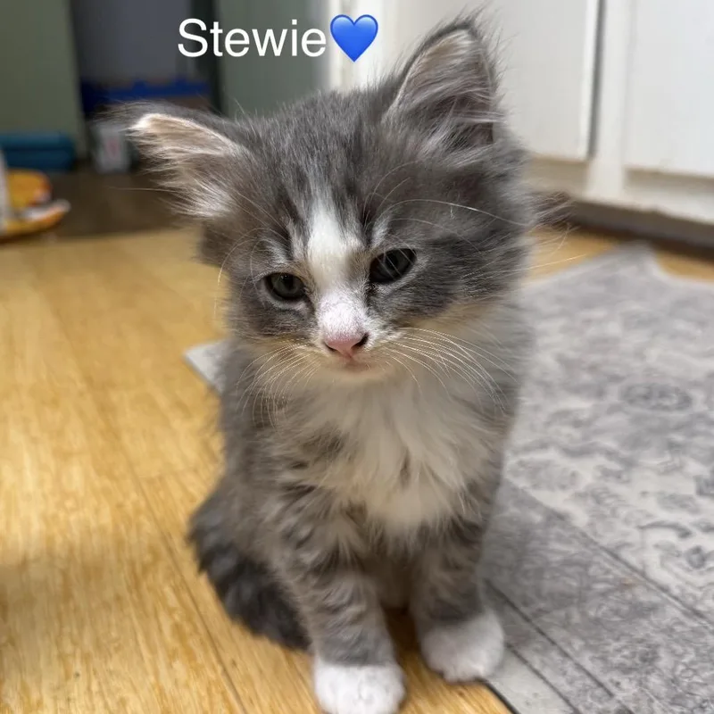 A baby small-sized male Gray / Blue / Silver Domestic Medium Hair cat named Stewie for adoption in Peachtree City, GA