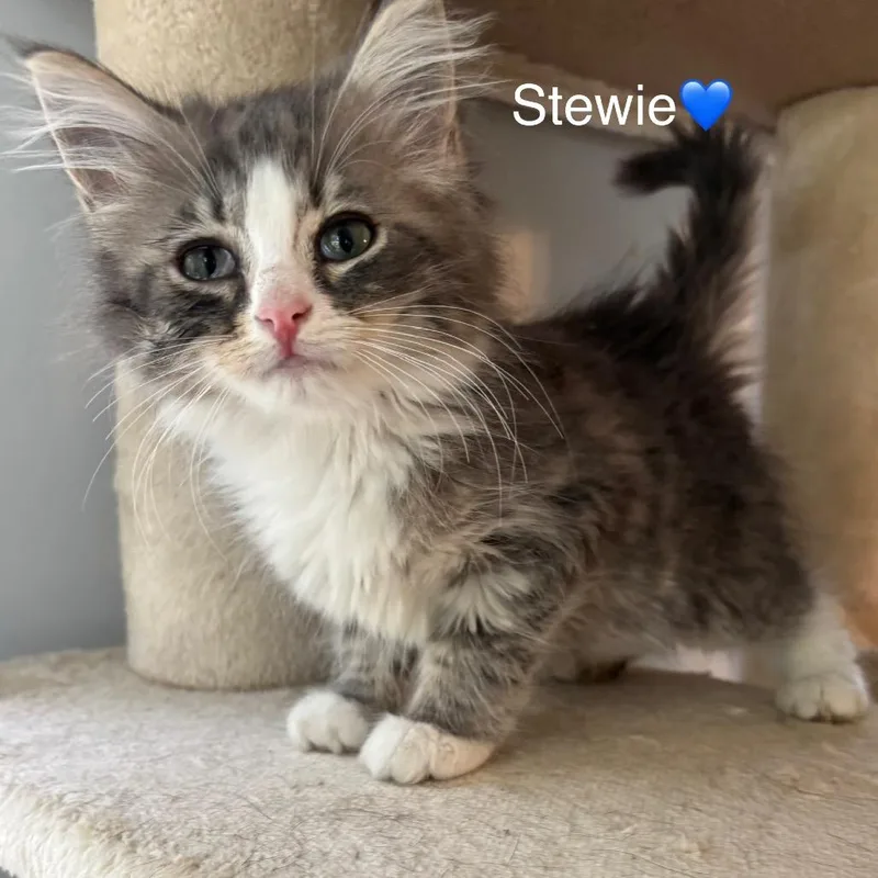 Stewie thumbnail 3