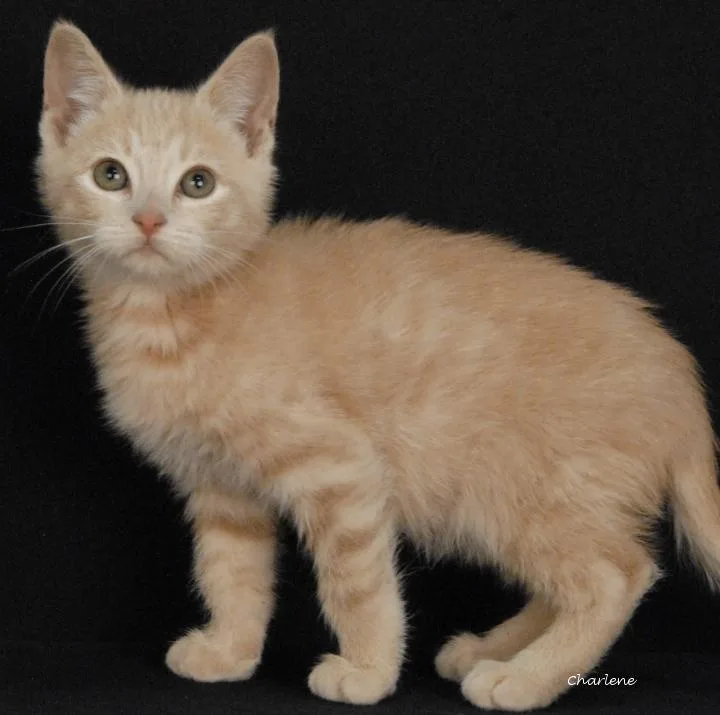 A baby medium-sized male Tabby (Buff / Tan / Fawn) Tabby cat named Java for adoption in Newland, NC