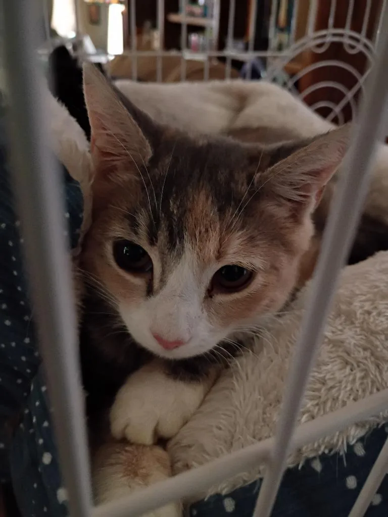 A baby small-sized female Calico cat named Angel for adoption in LIberty, NY