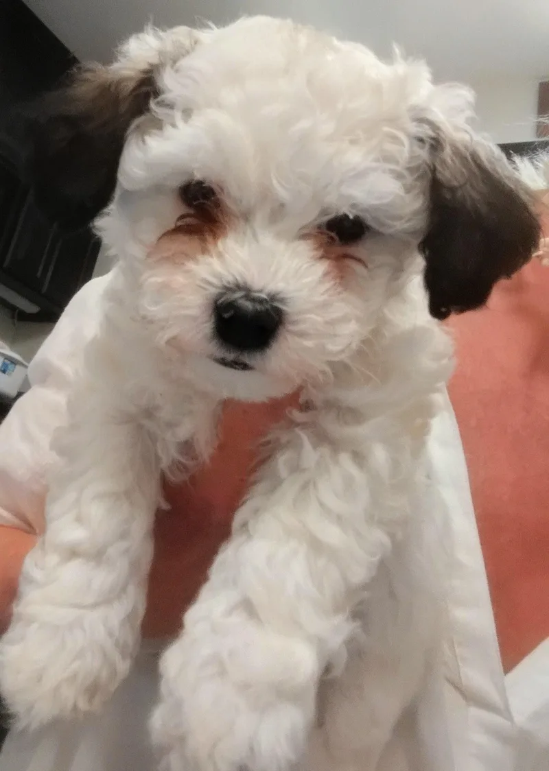 A baby small-sized female Maltipoo dog named Blaze for adoption in Los Angeles, CA