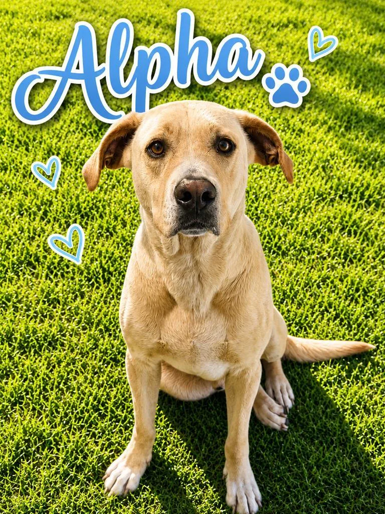 Alpha