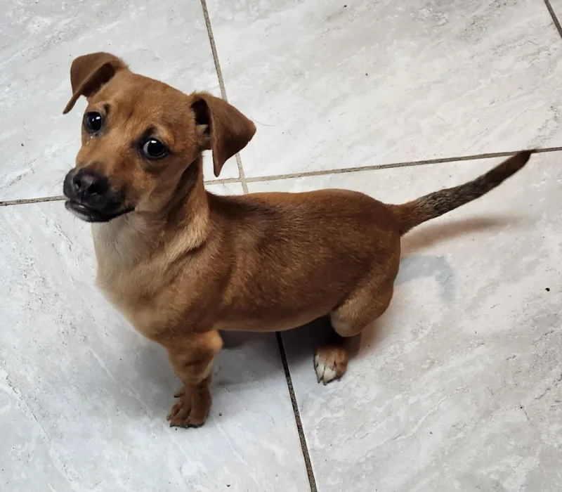 A baby small-sized male Dachshund dog named Jimmy John for adoption in Walnutport, PA