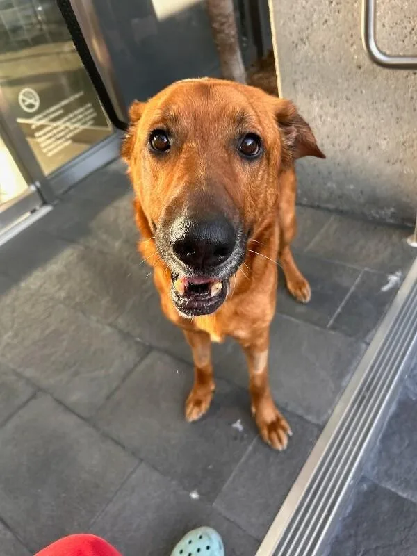 Clifford thumbnail 2