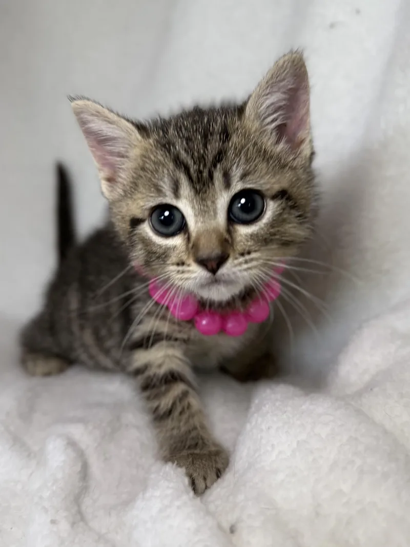 A baby medium-sized female Tabby (Brown / Chocolate) Domestic Short Hair cat named Darla for adoption in Greensboro, NC