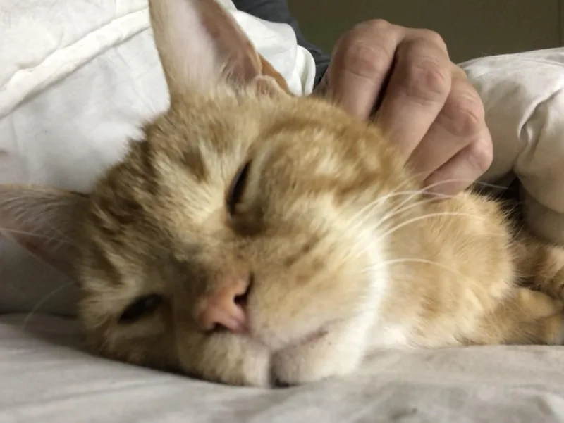 An adult medium-sized male Domestic Short Hair cat named Gastón And Shere Khan for adoption in Howey in the hills, FL