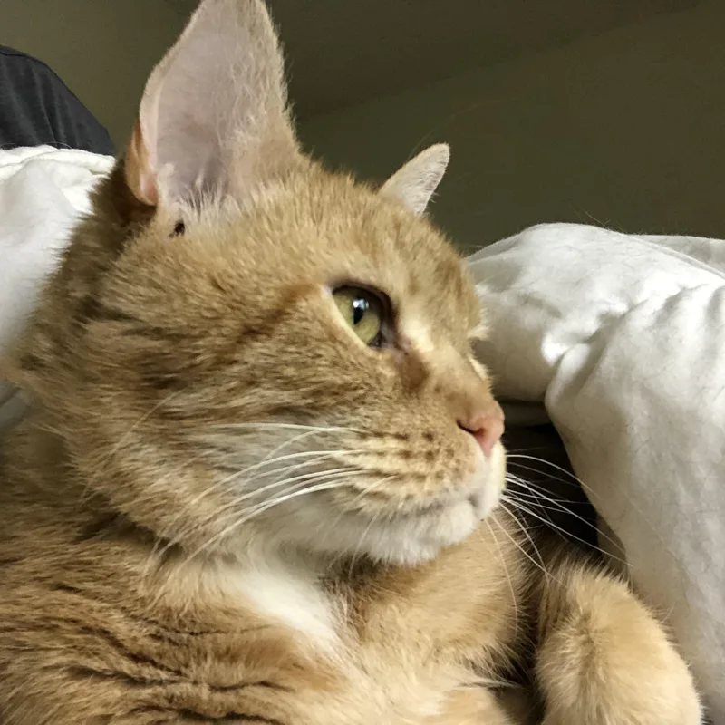 Gastón And Shere Khan thumbnail 3
