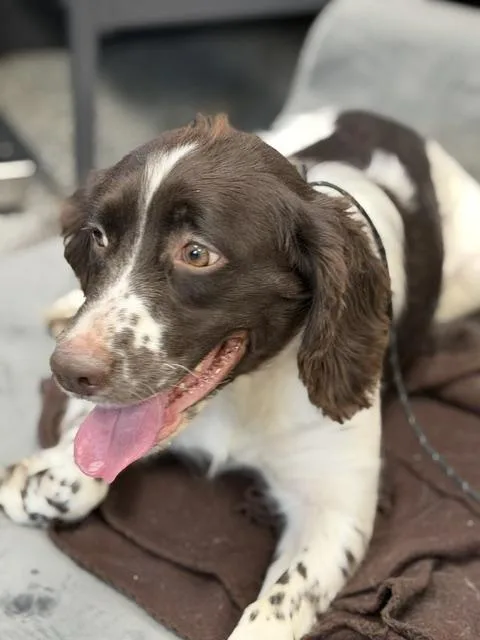 An adult medium-sized female Brown / Chocolate English Springer Spaniel dog named Jade for adoption in Bryan, OH