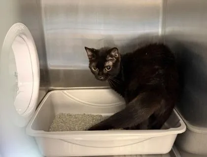 An adult medium-sized female Domestic Short Hair cat named Insidious for adoption in Lafayette, IN
