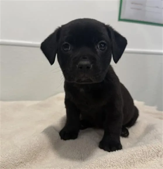 A baby small-sized female Pit Bull Terrier dog named Frappe for adoption in Redlands, CA