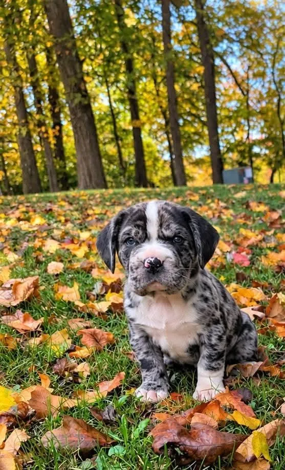 A baby small-sized male Black Shar-Pei dog named Pickles for adoption in Lewis Center, OH