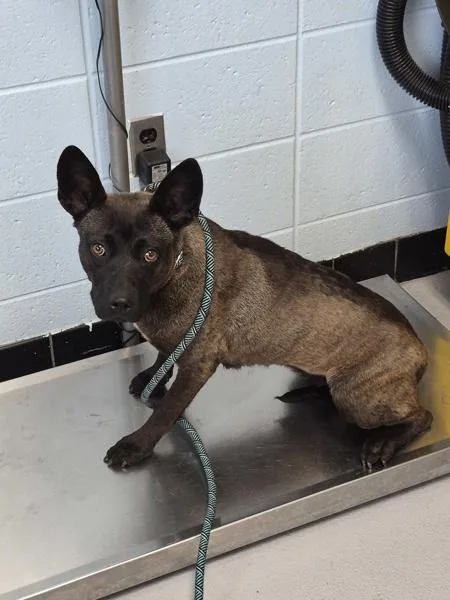 A young medium-sized female Shepherd dog named Pen C Haya for adoption in Lawrenceville, GA