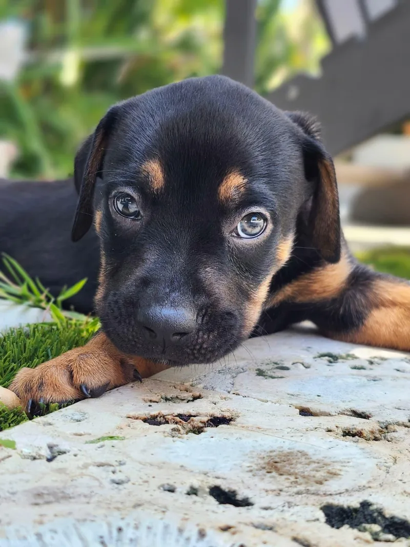 A baby medium-sized female Black Mixed Breed dog named Liberty for adoption in Sunrise, FL