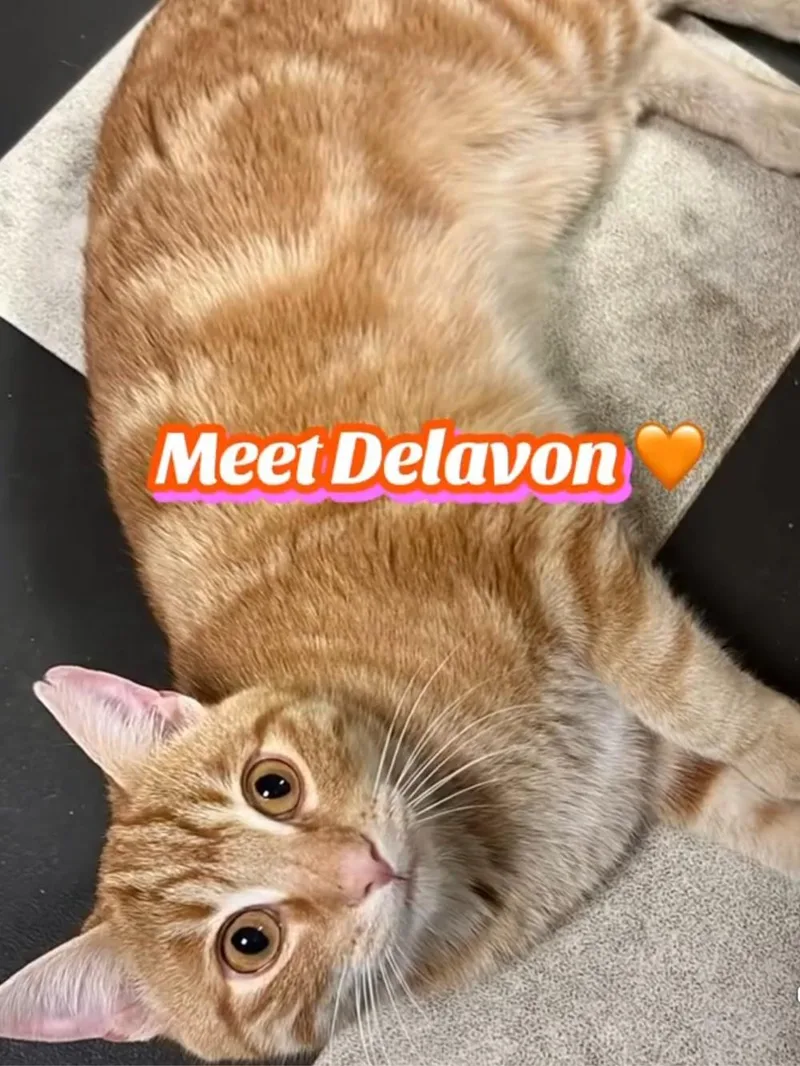 An adult medium-sized male Tabby (Orange / Red) Domestic Short Hair cat named Devalon for adoption in Monticello, IL