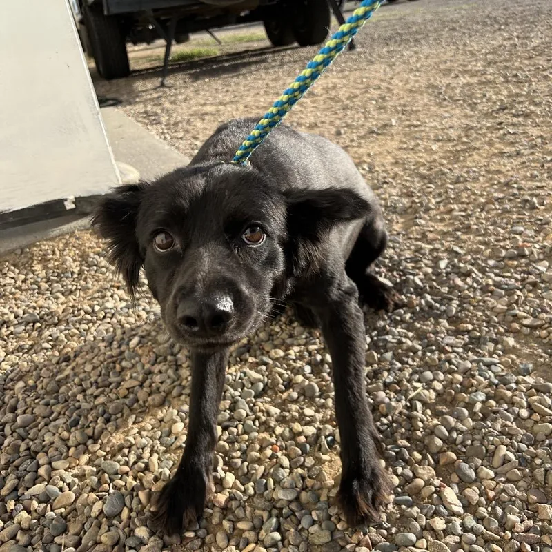 An adult medium-sized female Black Mixed Breed dog named Elizabeth Taylor for adoption in Moab, UT