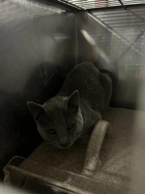An adult large-sized male Domestic Medium Hair cat named Peter for adoption in Bakersfield, CA