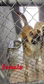 An adult medium-sized female Mixed Breed dog named Bailey for adoption in West Chester, PA