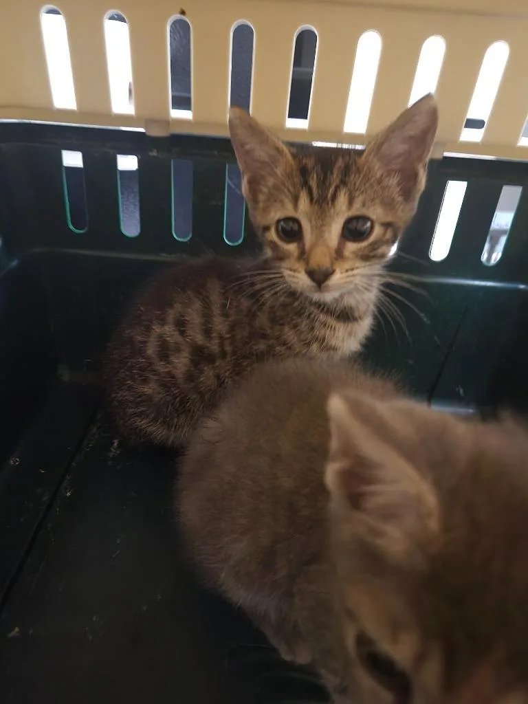 A baby medium-sized male Domestic Short Hair cat named Tail Deficit for adoption in Rome, GA