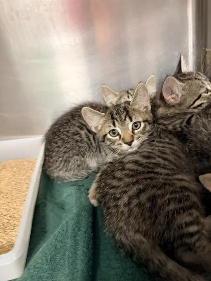 A young small-sized male Domestic Short Hair cat named B Marshall for adoption in North Charleston, SC
