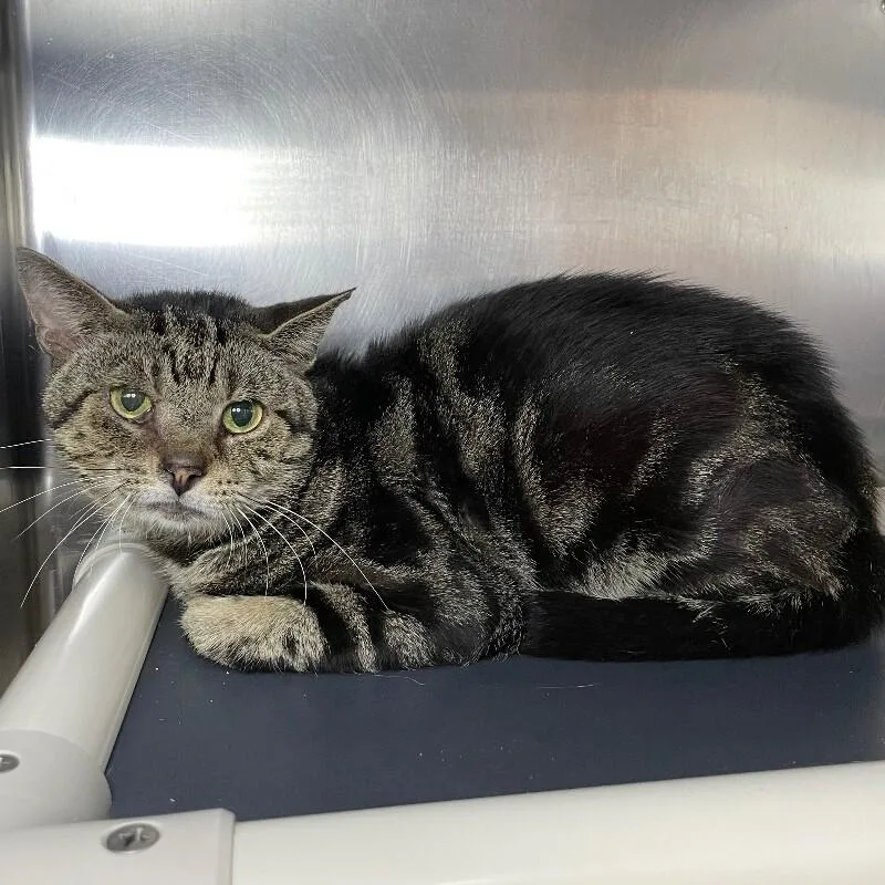 A senior medium-sized male Domestic Short Hair cat named Polybus for adoption in Roanoke, VA