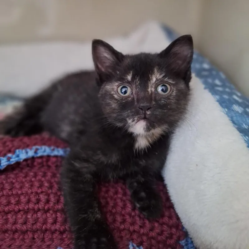 A baby small-sized female Tortoiseshell Domestic Short Hair cat named Jojo for adoption in Attica, NY