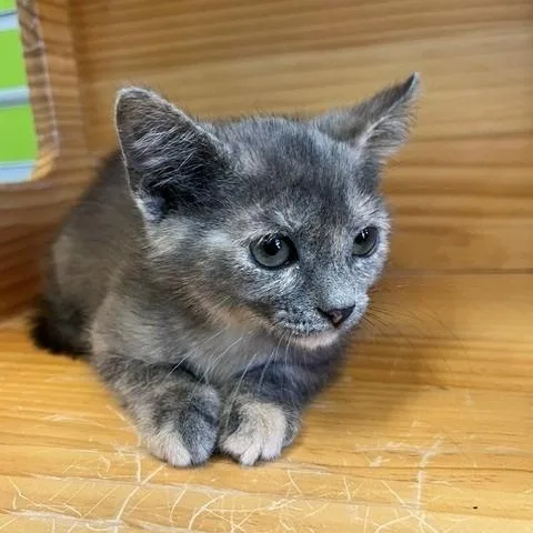A young small-sized female Dilute Tortoiseshell Domestic Short Hair cat named Confetti for adoption in Tyler, TX