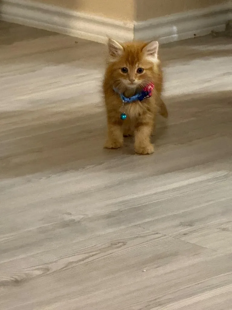 A baby large-sized male Maine Coon cat named Yuan for adoption in New Braunfels, TX