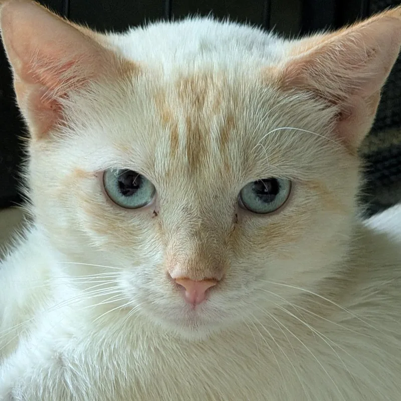 An adult large-sized male Flame Point Domestic Short Hair cat named Red for adoption in Charlottesville, VA