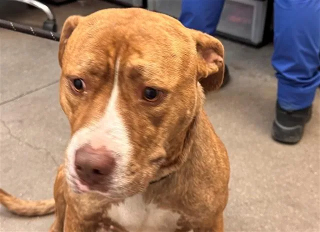 An adult medium-sized female Pit Bull Terrier dog named Lottie for adoption in Tucson, AZ