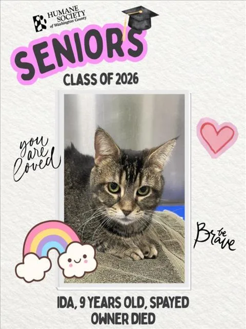 An adult medium-sized female Domestic Short Hair cat named Ida for adoption in Hagerstown, MD