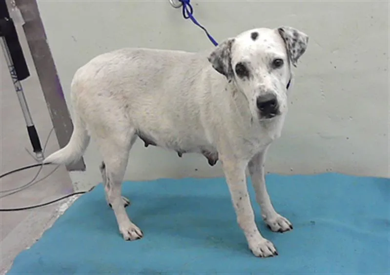 An adult large-sized female Labrador Retriever dog named Sabrina for adoption in Houston, TX