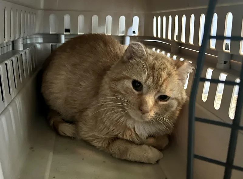 An adult medium-sized male Tabby (Orange / Red) Domestic Short Hair cat named Tilted Farmer for adoption in Seville, OH