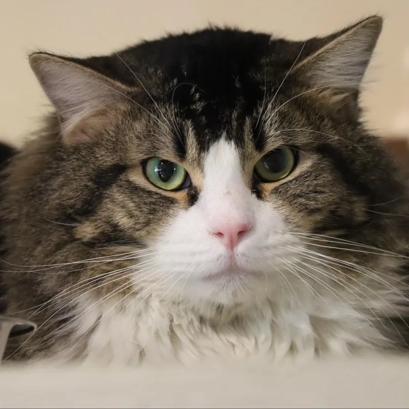 Fosbury Flop thumbnail 2